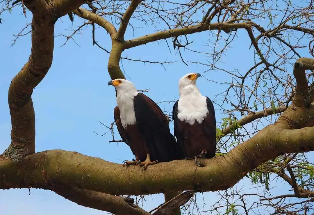 African Fish Eagle Flying